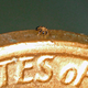 Image for article titled You Will Not Feel the World's Smallest Walking RC Robot Crawling Across Your Body